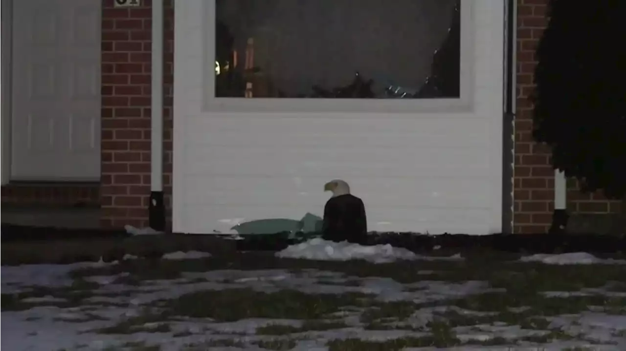 Bald eagle crashes into house’s front window