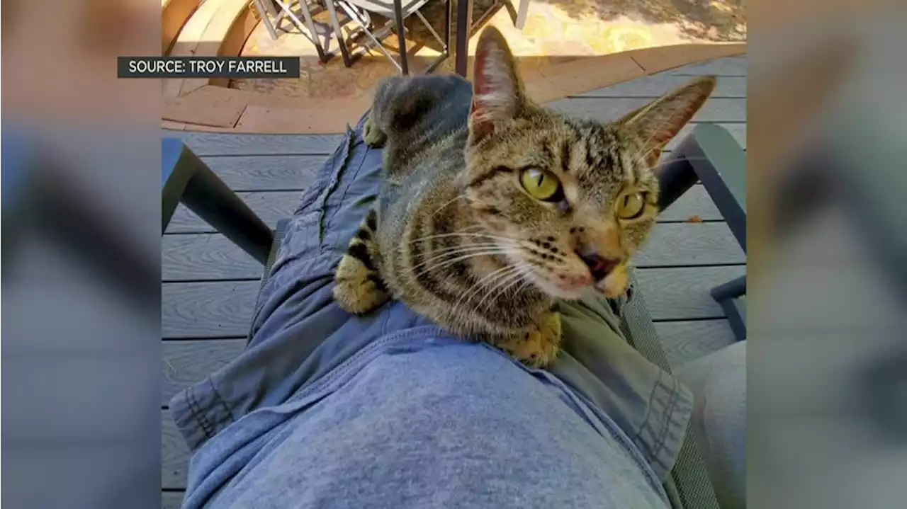 Man says Airbnb renters stole his cat