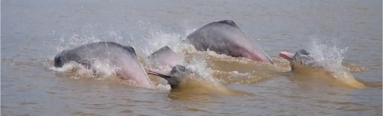 Dónde, cómo y qué delfines puede observar en el Amazonas - Colombia Visible