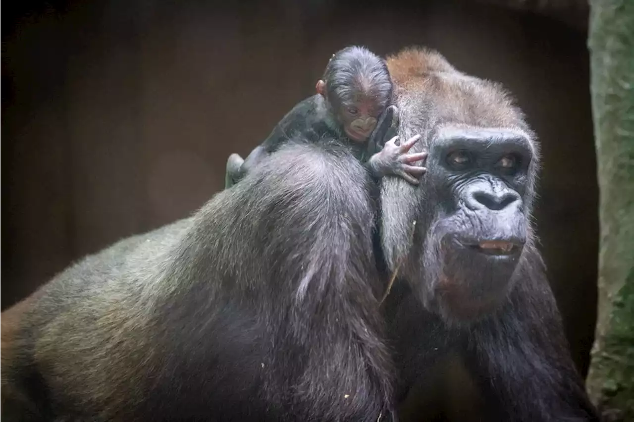 Baby gorilla’s 1st crawl caught on camera at Cleveland Metroparks Zoo (video)