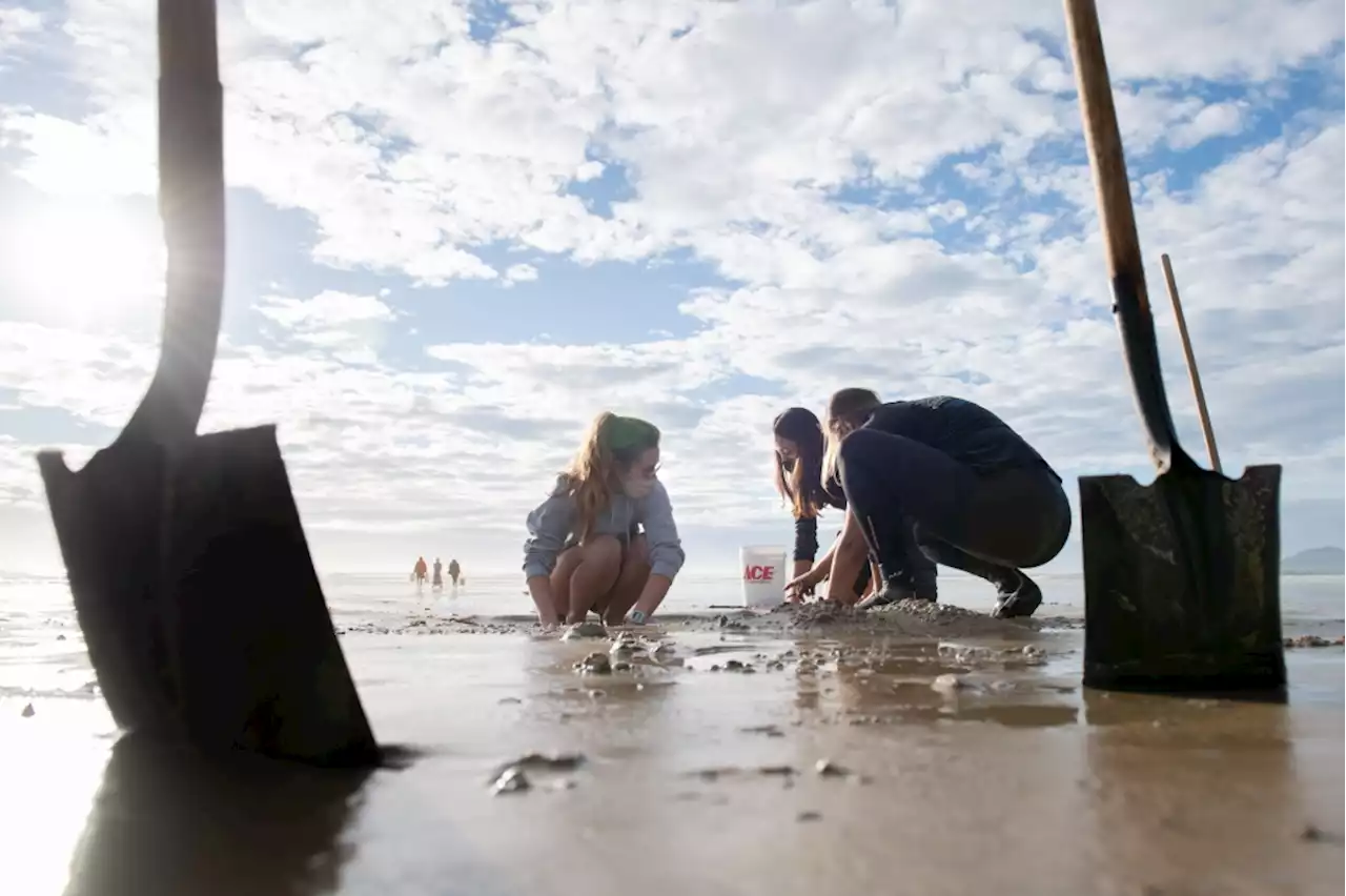 Beloved Pismo clams make a mystifying comeback