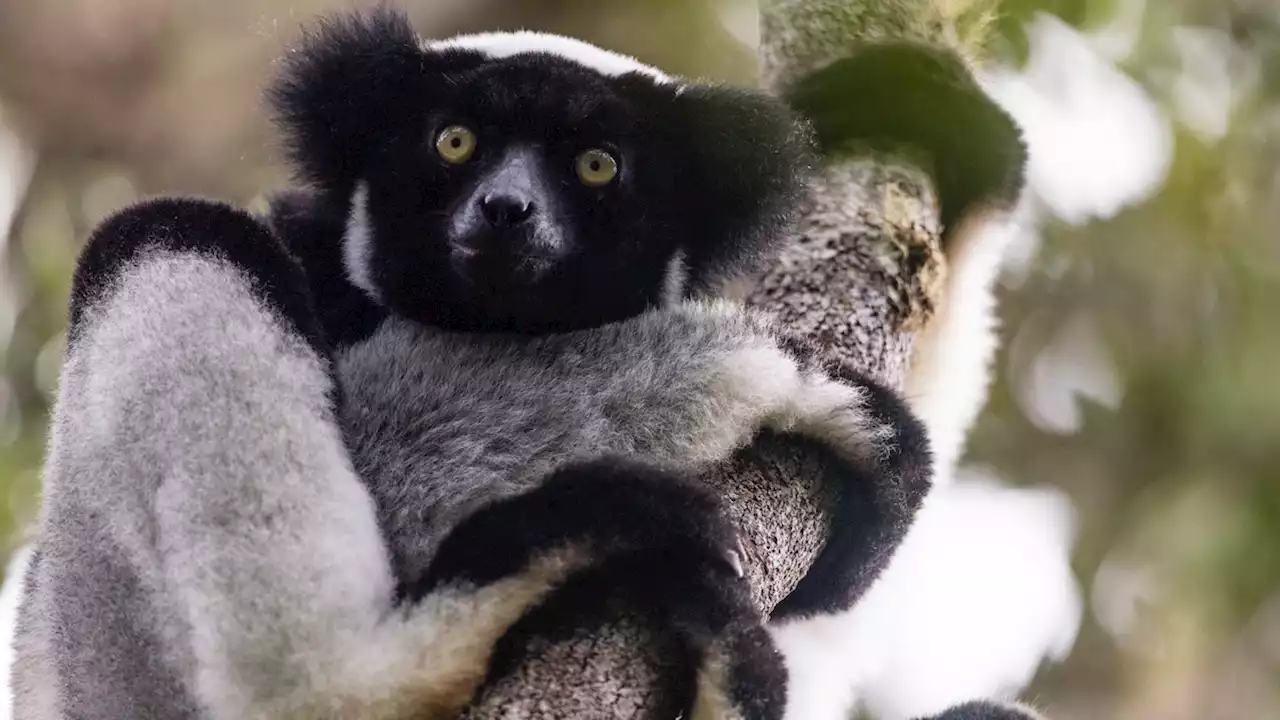 These lemurs sing in a rhythm previously only found in humans and birds