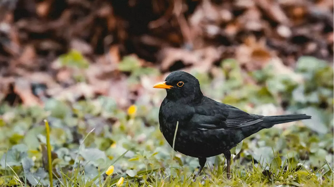 Intempéries, déconfinement : les oiseaux se sont fait discrets dans les jardins lors du recensement de Natagora