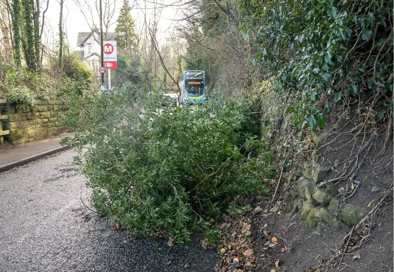 Boy, 9, and woman killed by falling trees as Storm Malik batters UK