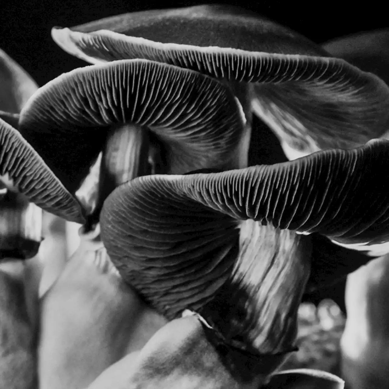 Should psychedelics be more widely available?