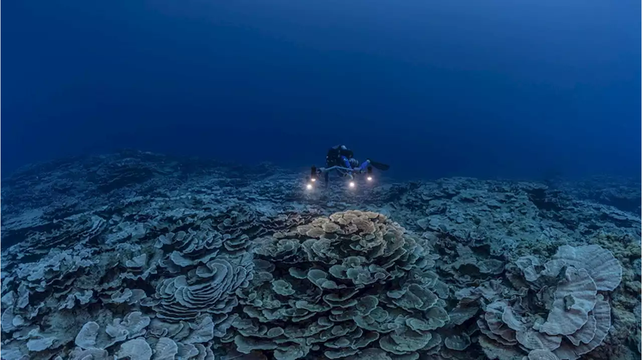 Großes Korallenriff vor Tahiti entdeckt