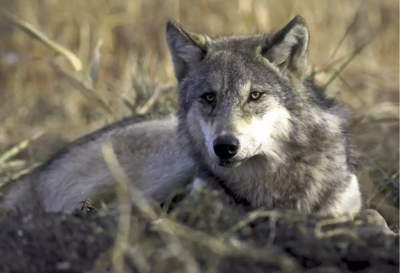 The indigenous communities rising up to protect the gray wolf