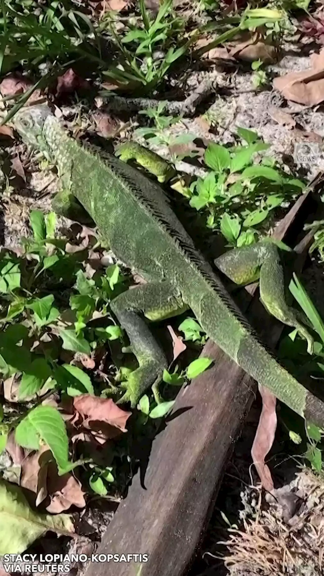 Brrr! It got so cold in Florida, iguanas fell from trees