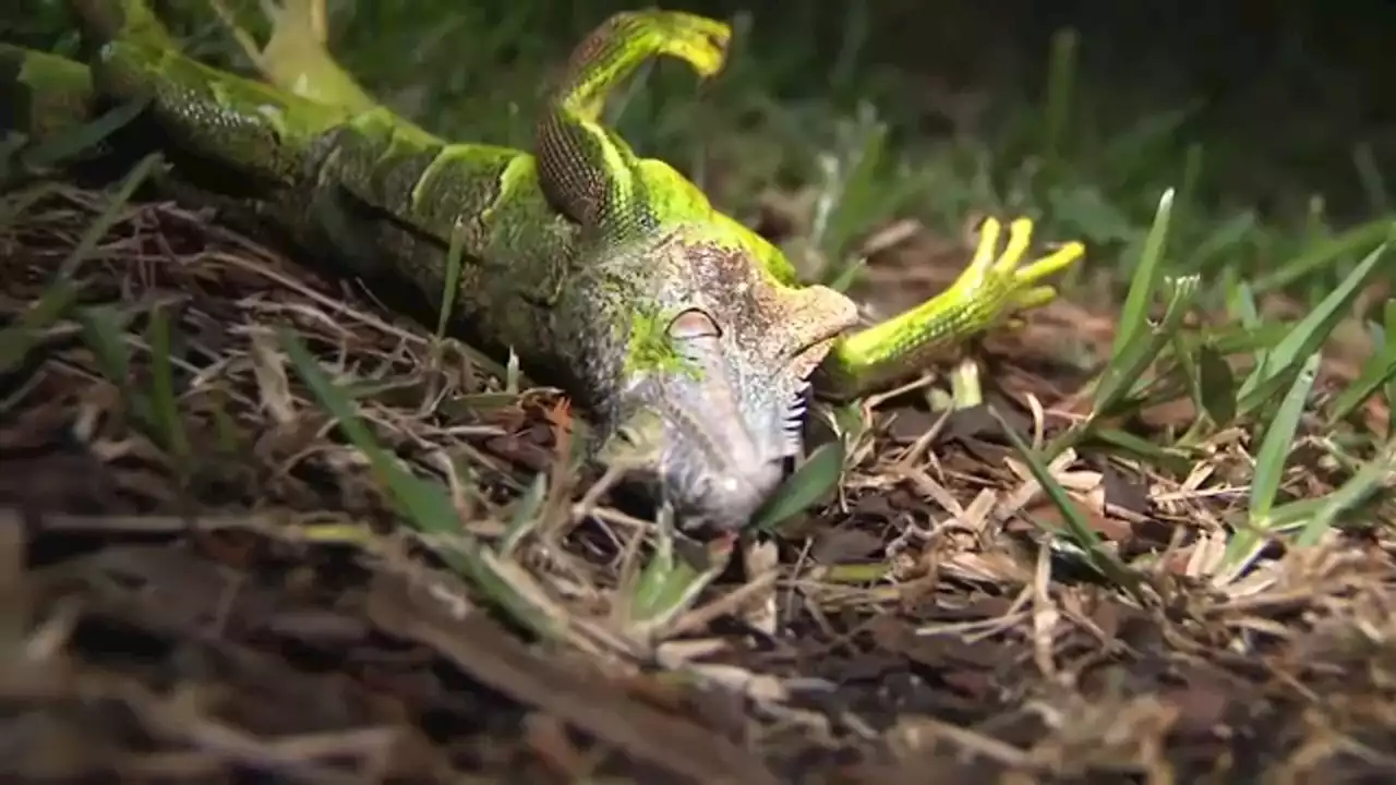 It got so cold in Florida, iguanas are falling from trees