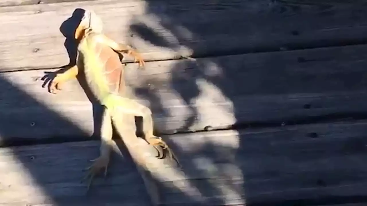 It got so cold in Florida, iguanas are falling from trees