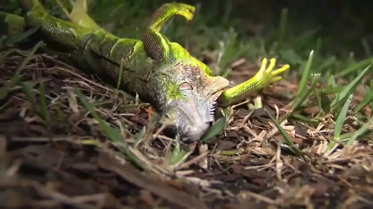 It got so cold in Florida, iguanas are falling from trees