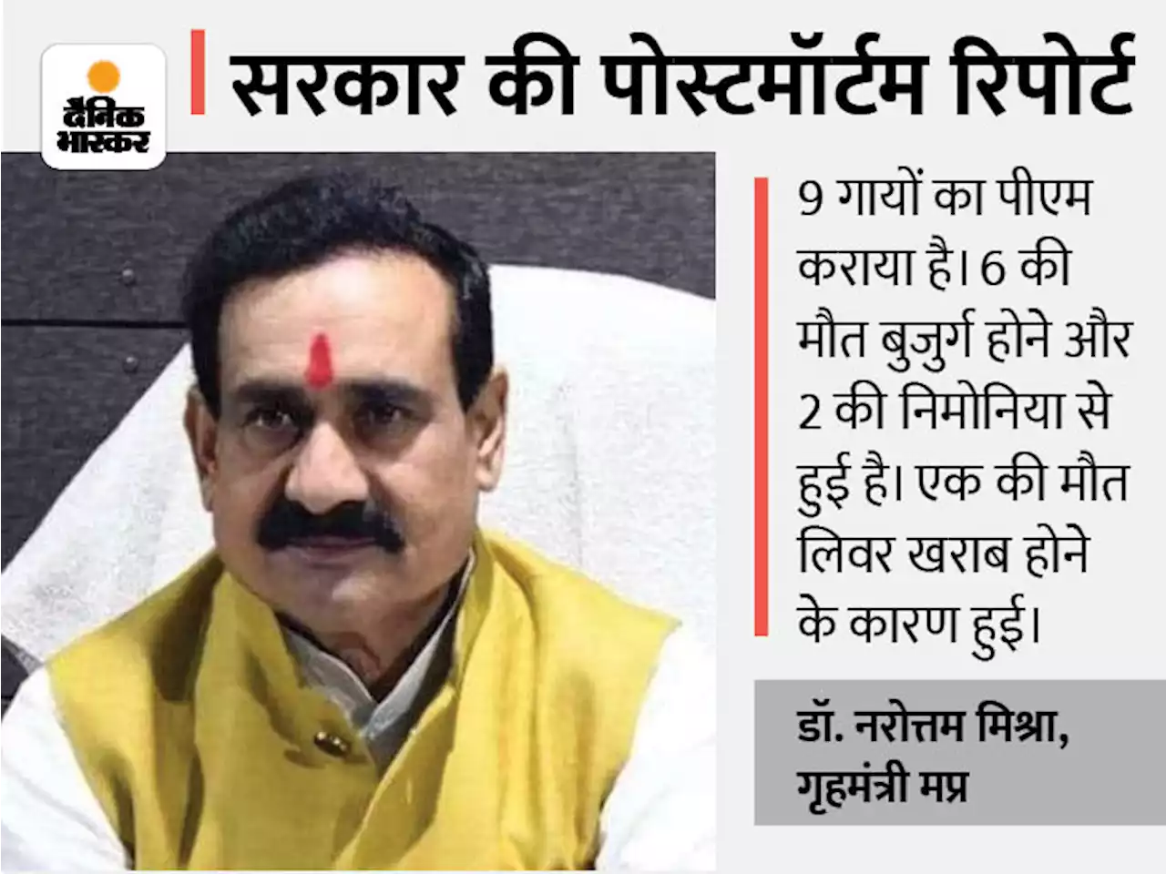 गायों की मौत पर सरकार की सफाई: गृहमंत्री नरोत्तम मिश्रा बोले- बैरसिया गौशाला मामले की होगी न्यायिक जांच; पूर्व CM कमलनाथ ने कहा- सरकार मूकदर्शक बनी है