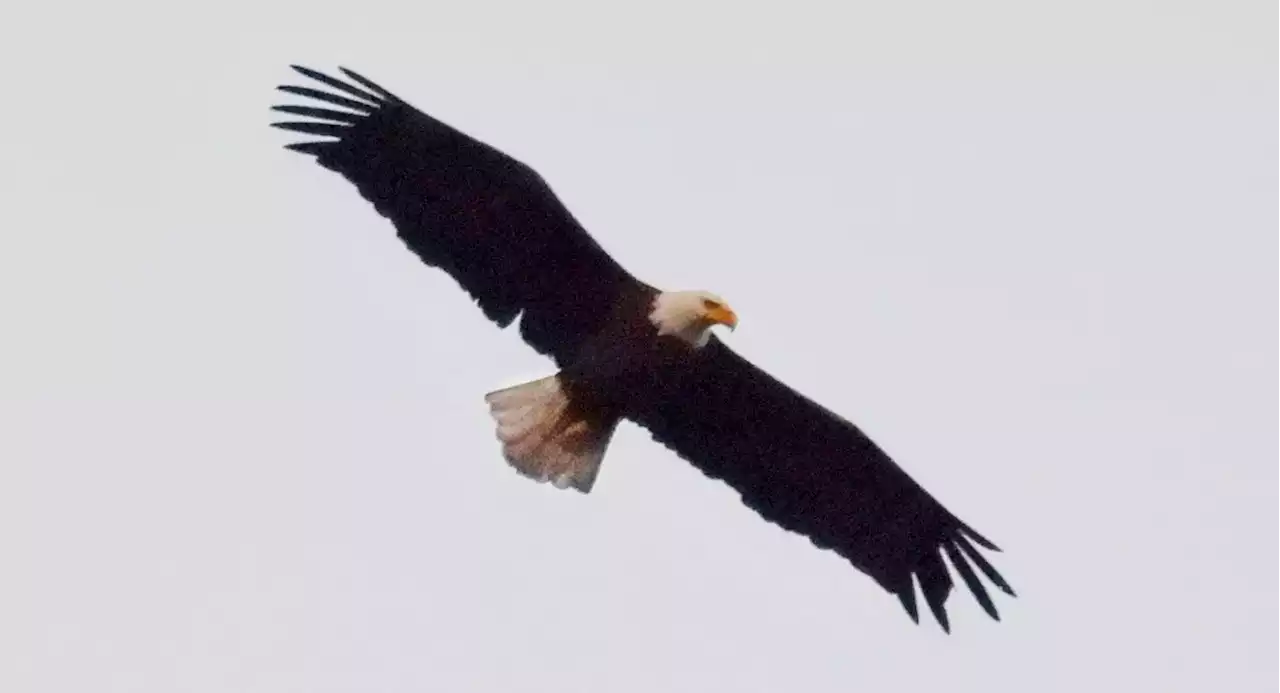 New Yorkers Rejoice Over Rover The Bald Eagle In Central Park