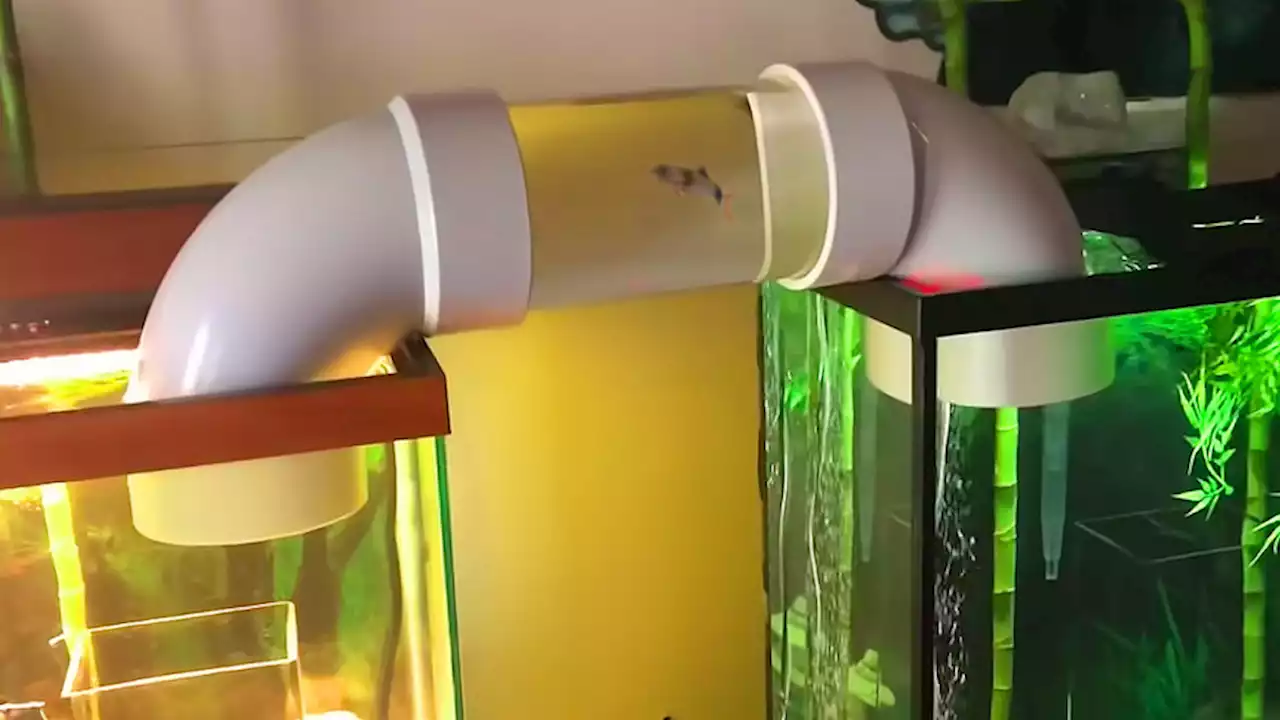 Father and Son Built a Bridge Between Two Aquariums for Their Cute Fish