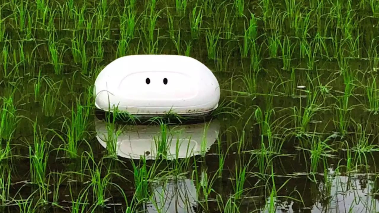 The Future of Rice Farming in Japan Is a Robotic Duck