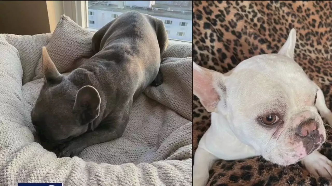 French bulldogs reunited with Oakland owner after money exchange