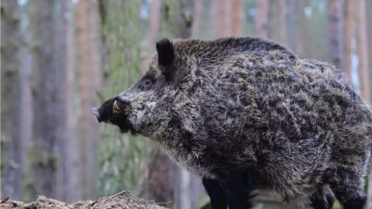 Mehr als 90.000 Wildschweine in Brandenburg erlegt