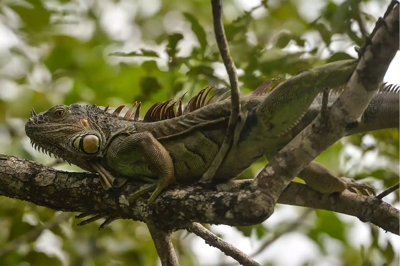 Brrr! It Got So Cold in Florida, Iguanas Fell From Trees