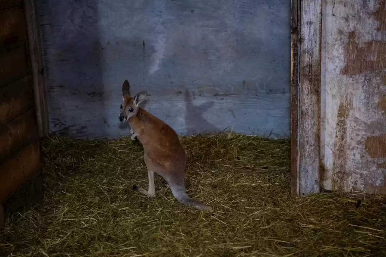 Baby kangaroo that had never seen daylight finds new home in Texas sanctuary