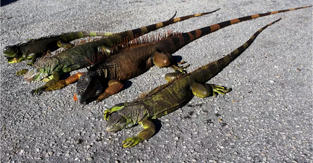 Florida is so cold iguanas are falling out of trees