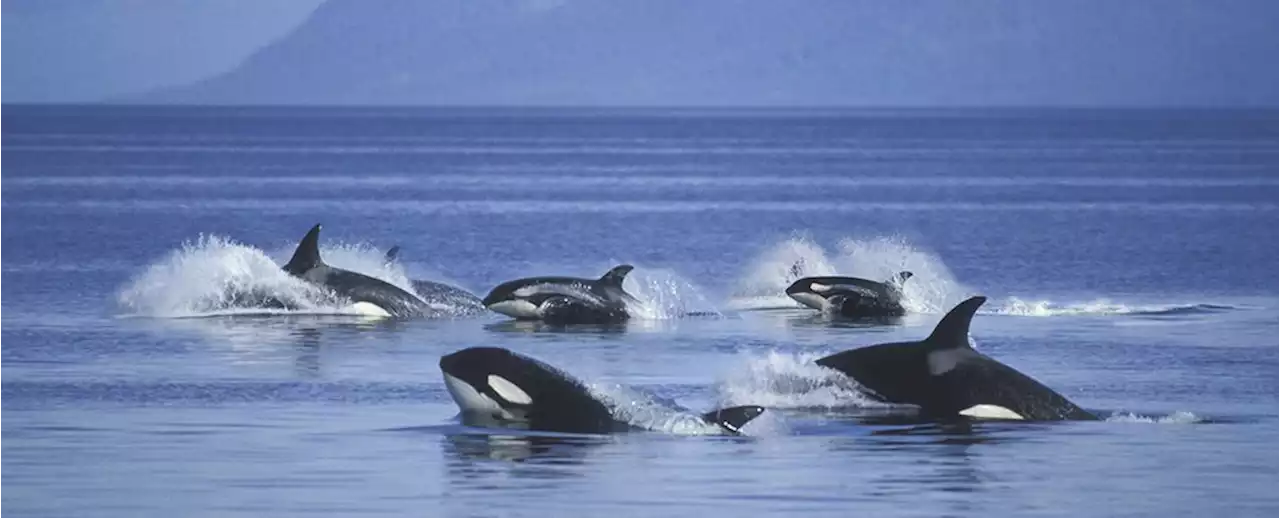 Orcas Documented Killing Blue Whales And Eating Their Tongues in a World First