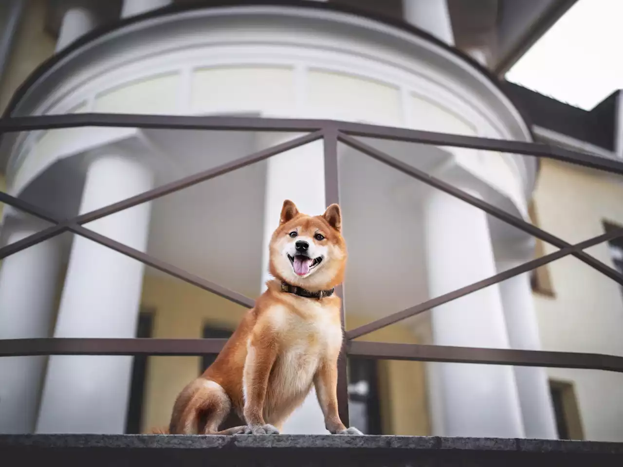 Shiba Inu Games Is 'Just the Beginning' of PlaySide Collaboration