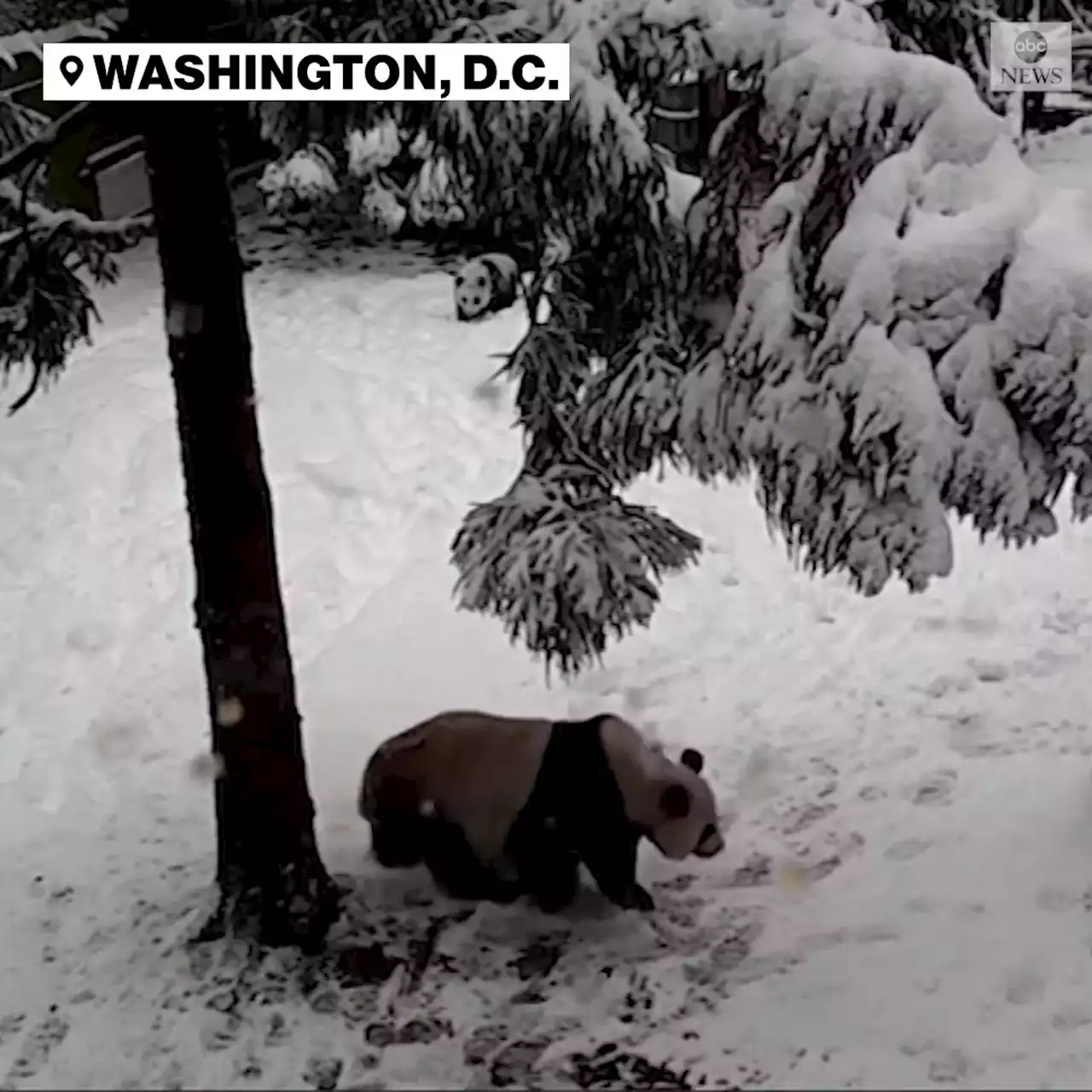 Winter storm hits East Coast, brings major snowfall to Mid-Atlantic and the Southeast