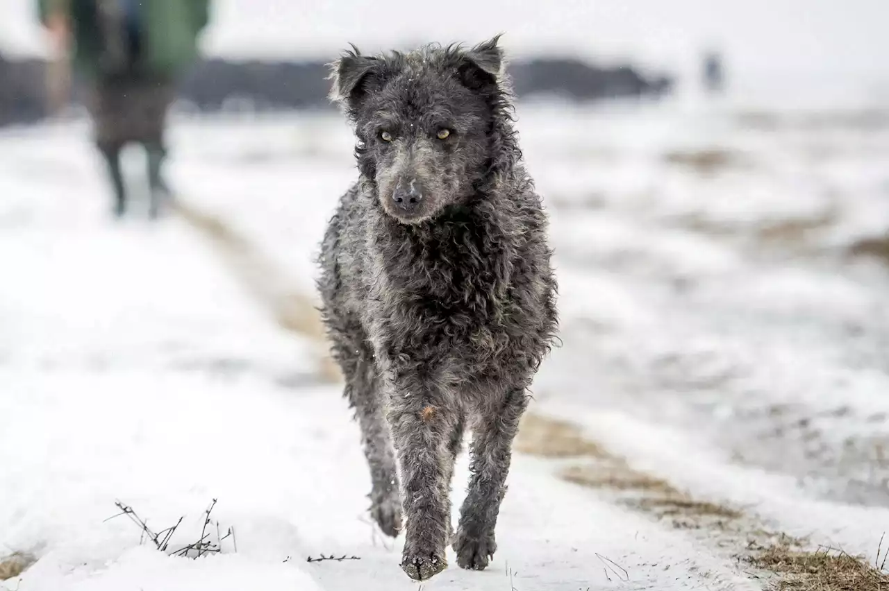 'Mudi'? Try a toy: American Kennel Club adds 2 dog breeds | AP News