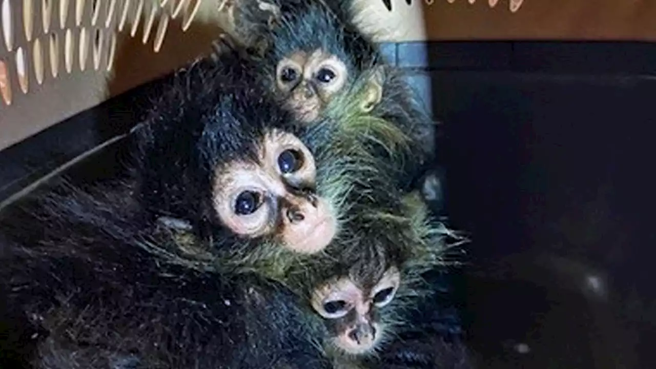 Texas Border Protection Officers Find Undeclared, Endangered 'New World' Spider Monkeys