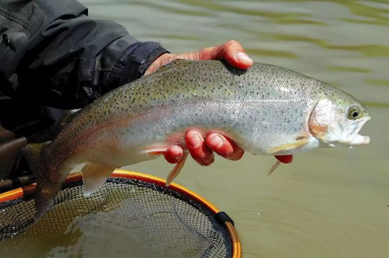 Garland’s Ablon Park Pond to be restocked with rainbow trout in February