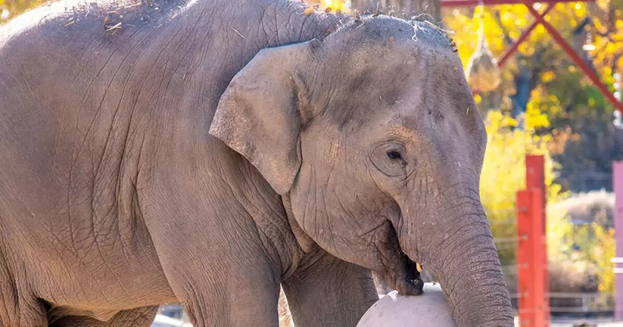 2 elephants die from virus at Albuquerque zoo