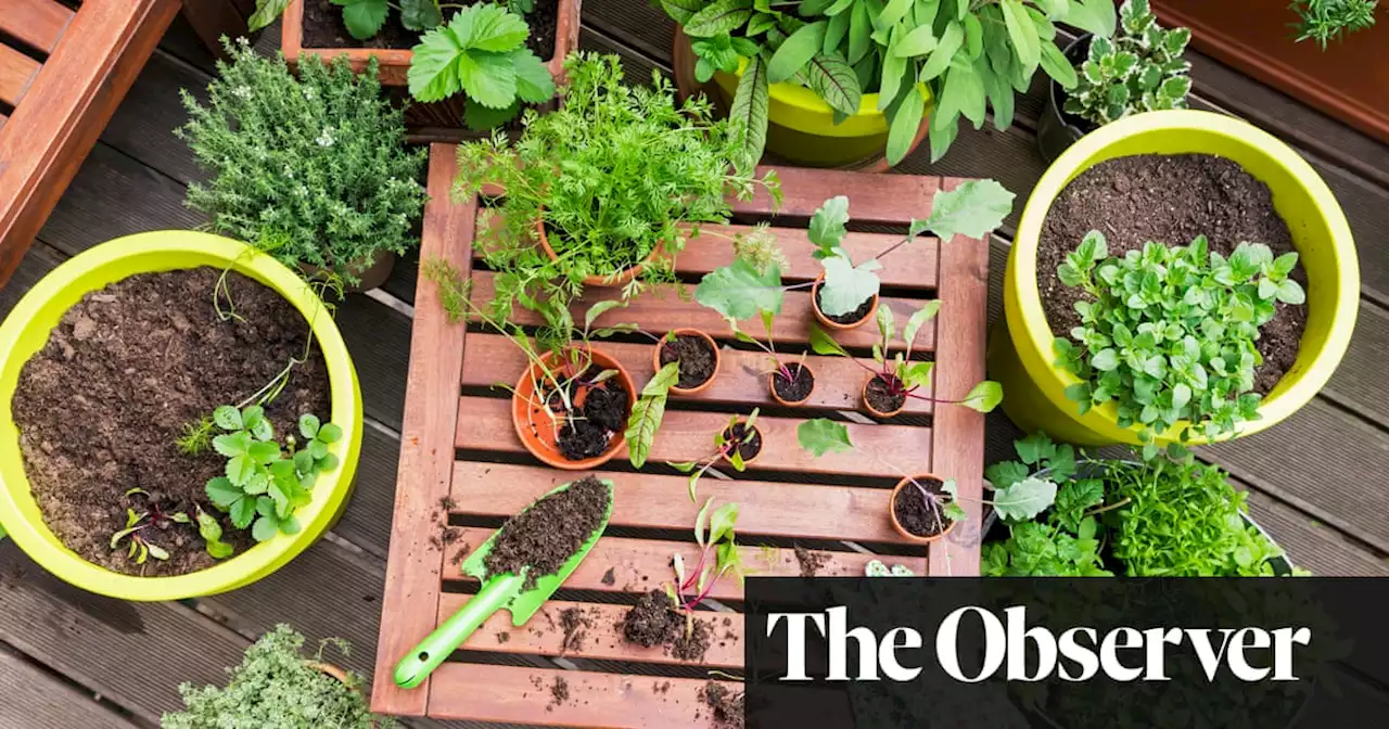 Cultivating calm: how gardening helps me find peace