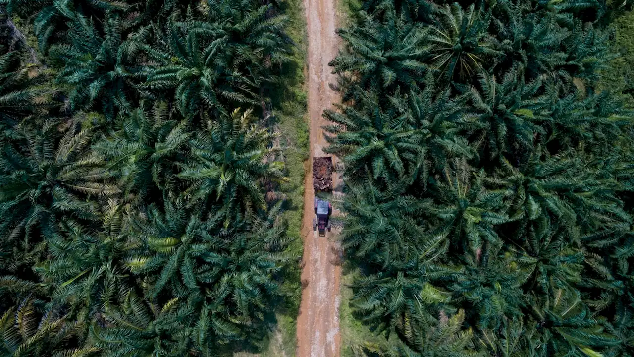 Palm oil is unavoidable. Can it be sustainable?