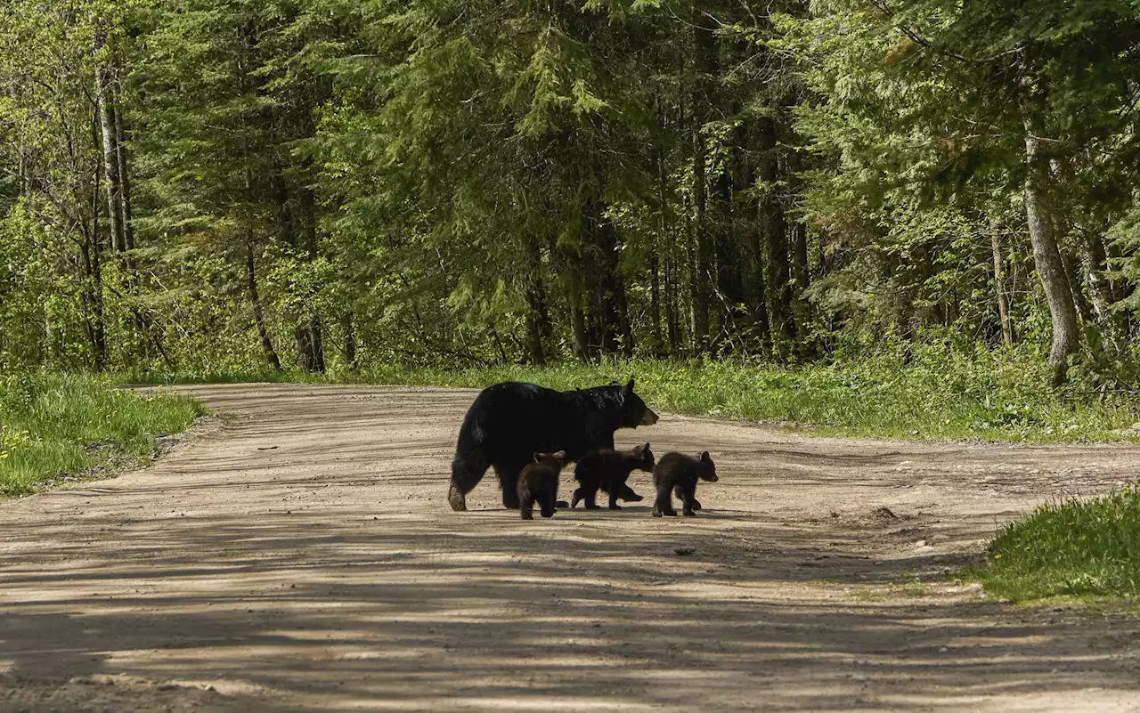 Mama bear and cub caught on doorbell camera peeking in window, pawing at door