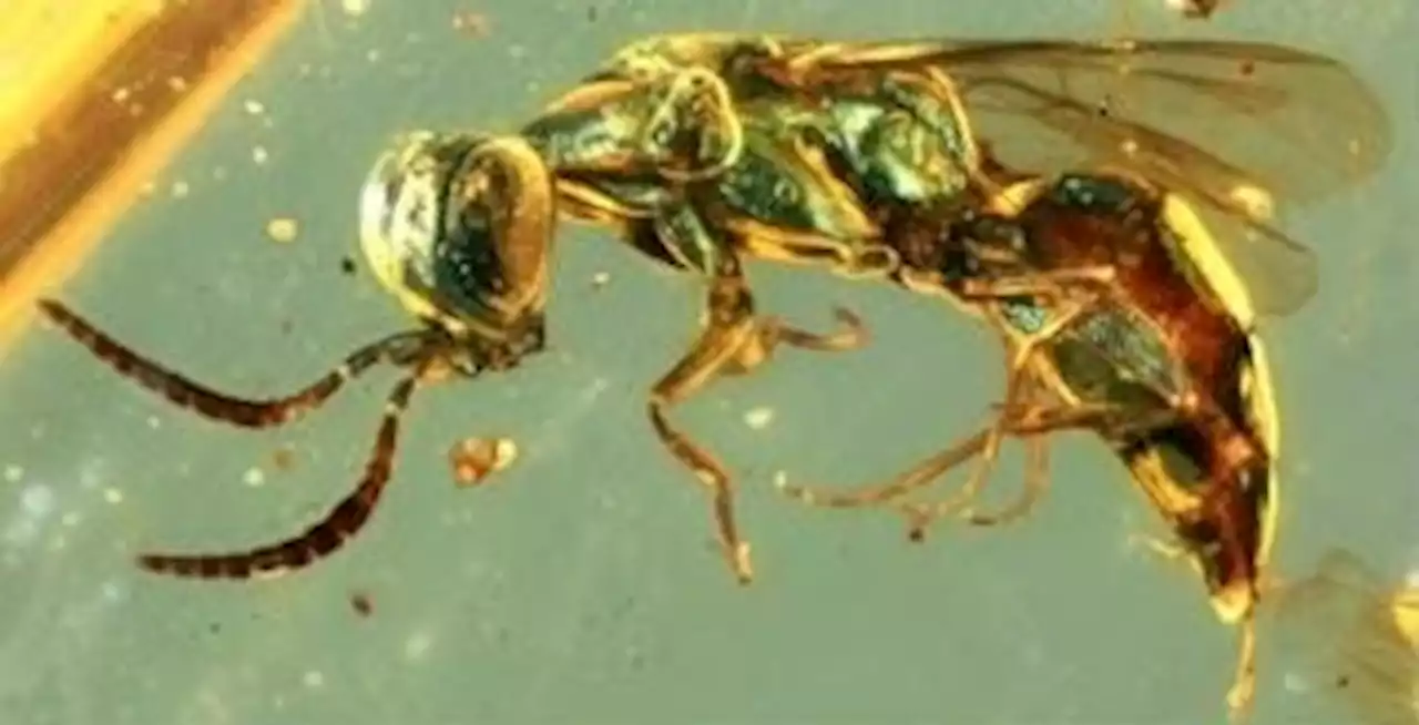 These insects preserved in amber are still glowing 99 million years later