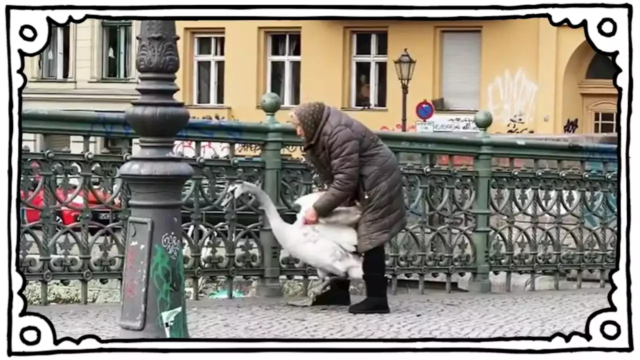 Schwan in Berlin gerettet