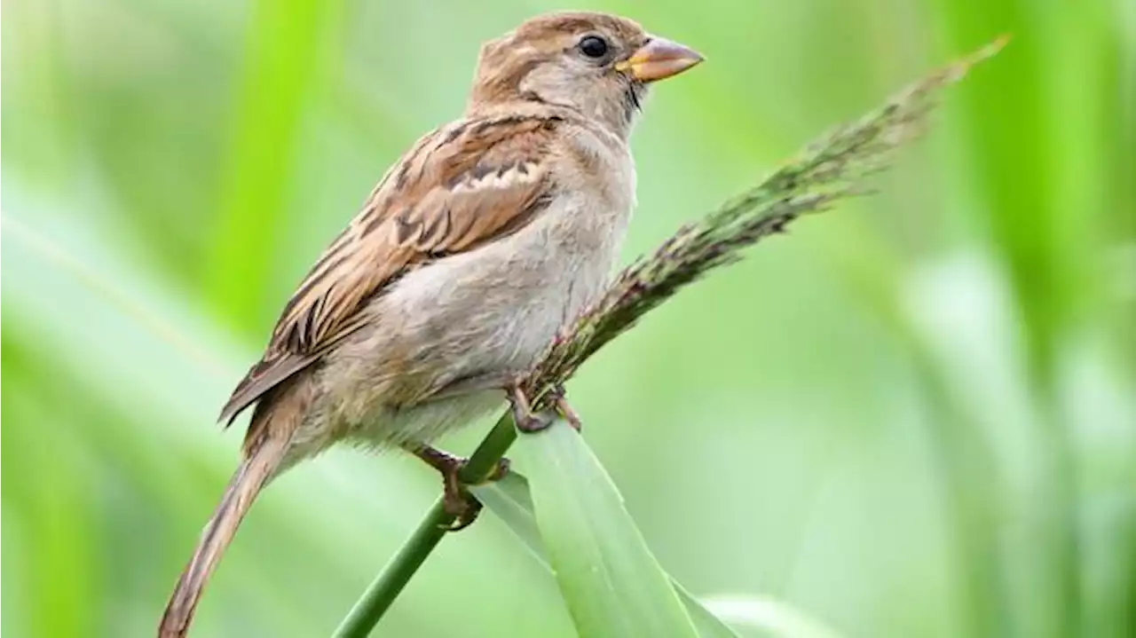 Der Nabu ruft im Januar wieder zur Vogelzählung in Berlin auf