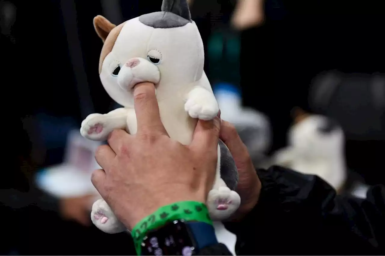 Nibbling cats and Covid masks: First look at CES tech show