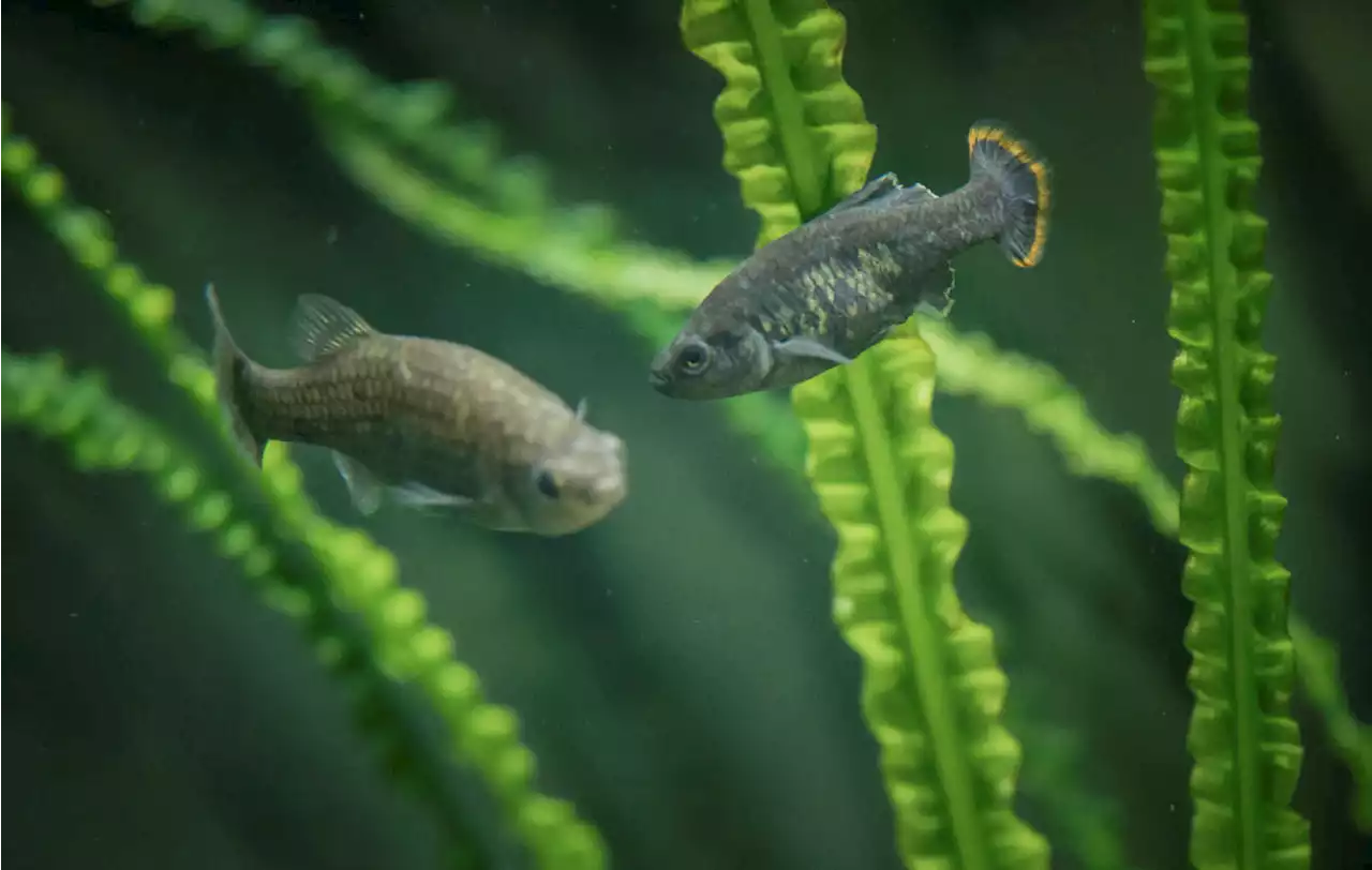 Mexican fish extinct in wild successfully reintroduced