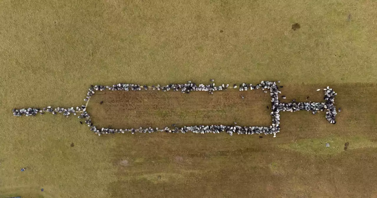 Sheep, goats join in German efforts to encourage vaccination