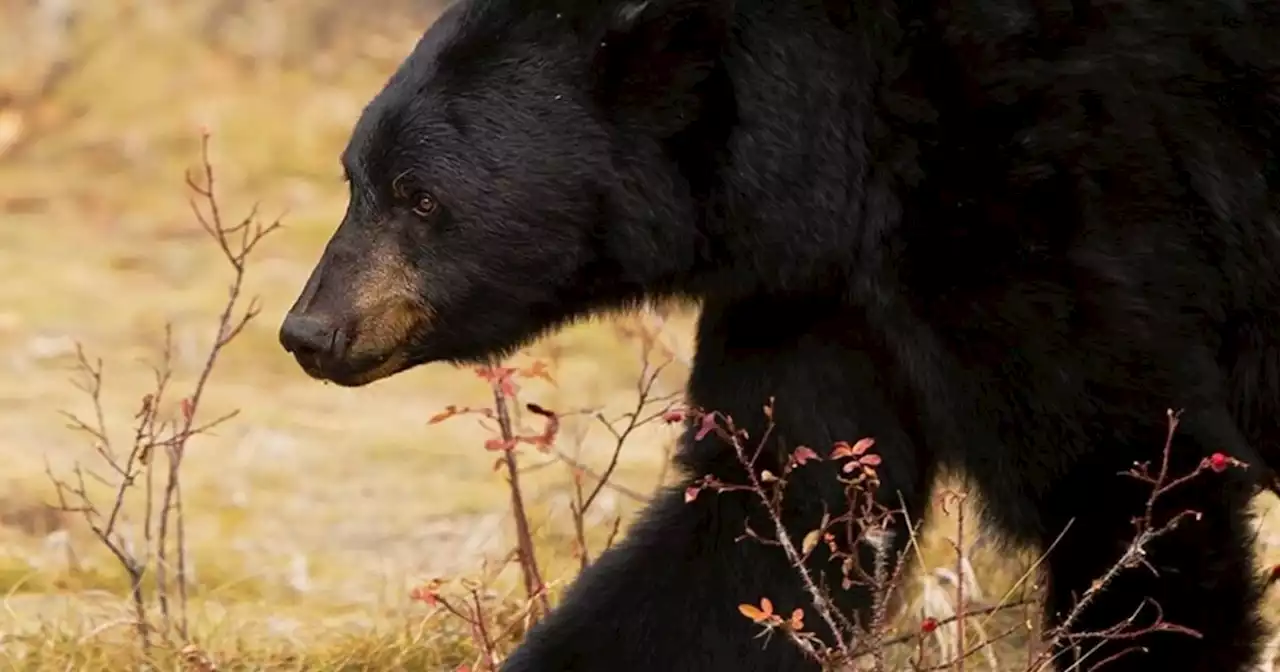 Utah bans trail cameras during big game hunting