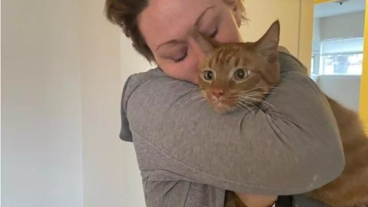 Owners reunited with cat after accidental Denver thrift store donation