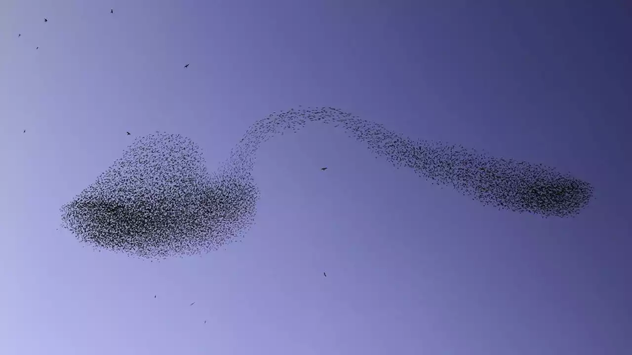 Thousands of starlings form 'bent spoon' swarm over Israel