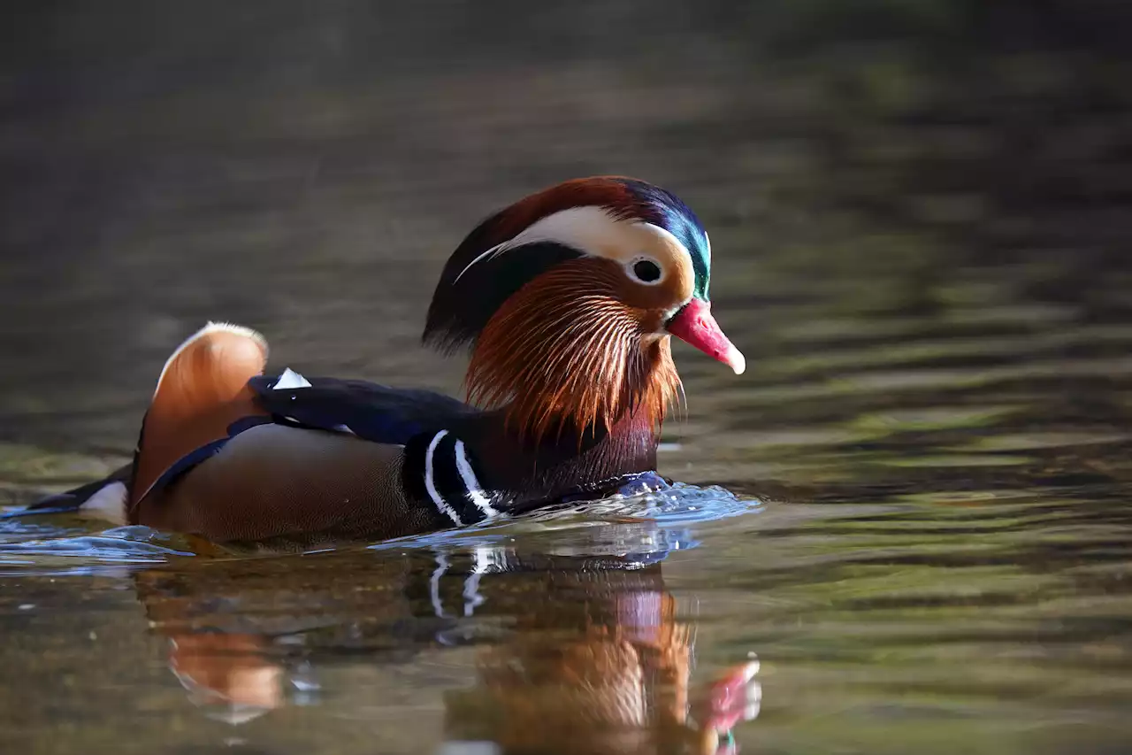 Pennypack Park's Mandarin Duck Dies