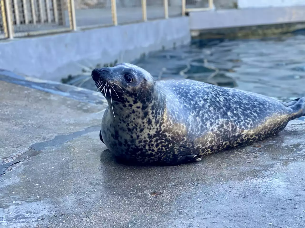 Mystic Aquarium Performs Life-Saving Surgery on Seal