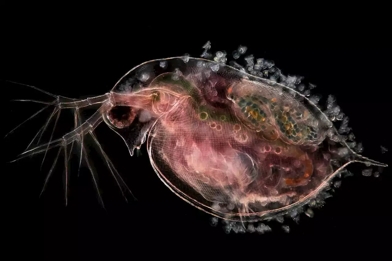 The microscopic beauty of plankton – and their predators