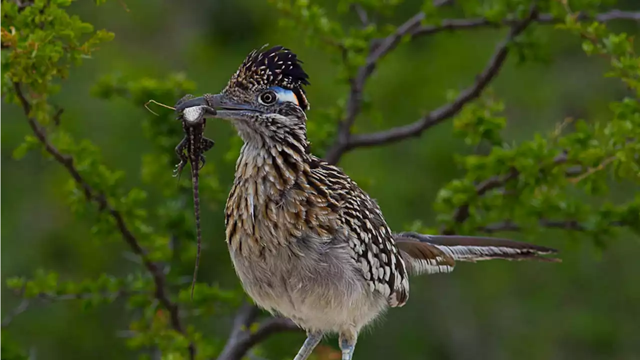 Hundreds of new genomes help fill the bird ‘tree of life’