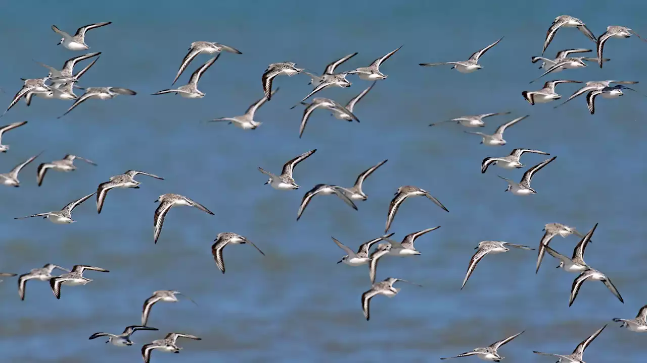 Light-colored feathers may help migrating birds stay cool on long flights