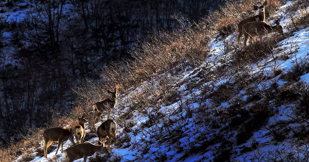 Utah Wildlife Board bans trail cameras for big game hunting