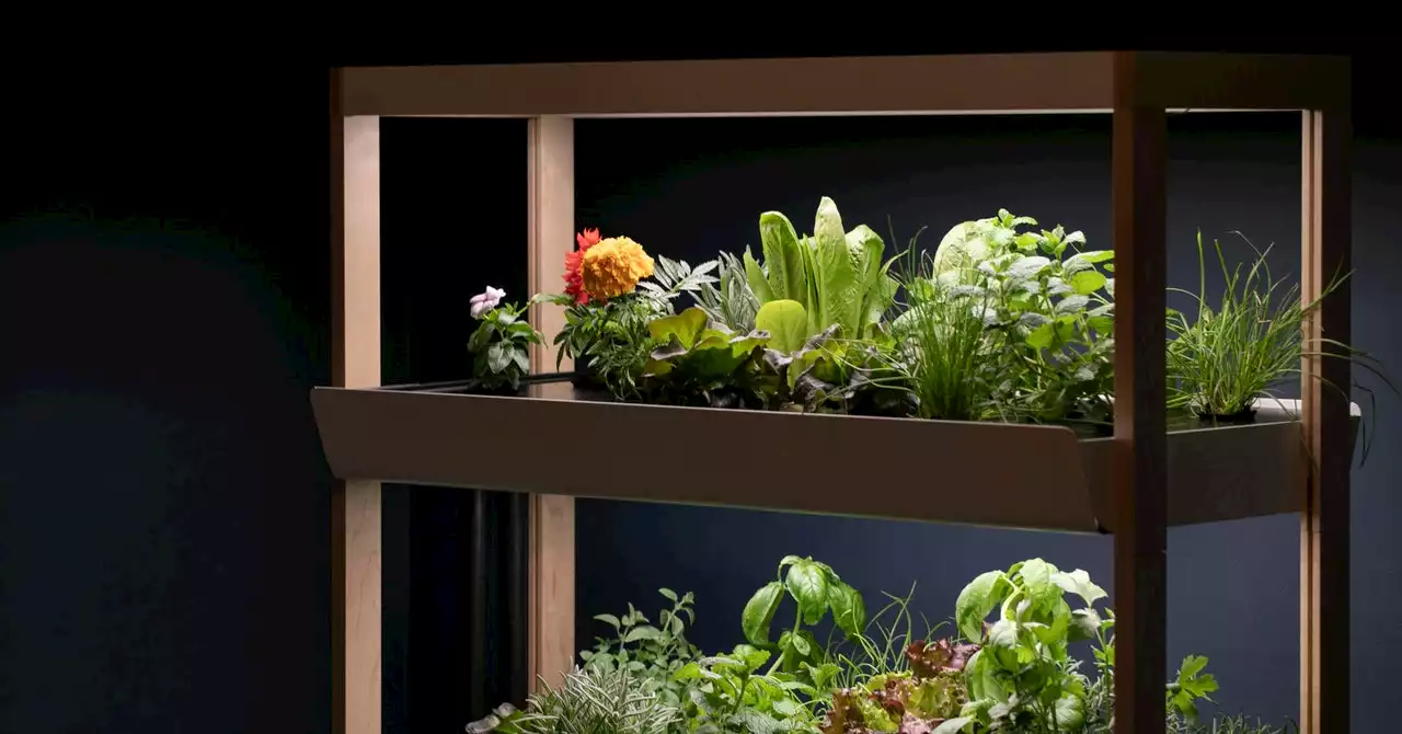 Want to Grow Your Own Food? Try a Hydroponic Garden